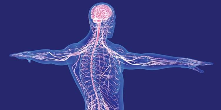 Emerging Therapies in Chronic Inflammatory Demyelinating Polyneuropathy (CIDP)