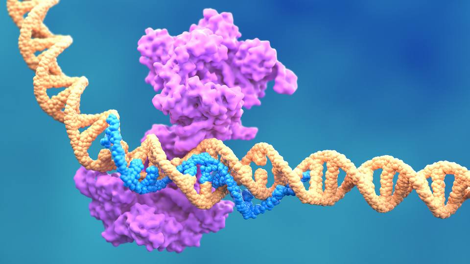 Optical Pooled CRISPR Screen Reveals Regulators of NF-κB Dynamics in Human Cells